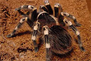 Acanthoscurria geniculata