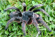 Grammostola alticeps