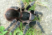 Acanthoscurria juruenicola