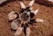 Brachypelma klaasi