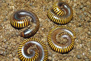 Spirostreptidae spec. -  Kamerun