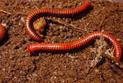 Gallery of millipedes