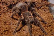 Lasiodora parahybana