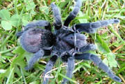 Grammostola pulchra