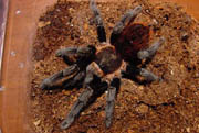 Brachypelma sabulosum