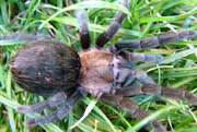 Brachypelma schroederi