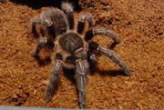 Aphonopelma seemanni