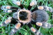 Brachypelma smithi