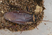 Cockroach2