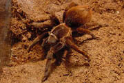 Brachypelma vagans