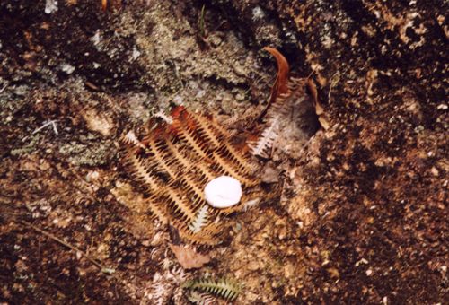 Egg sack and hole of Coremiocnemis sp. - Bakit Fraser