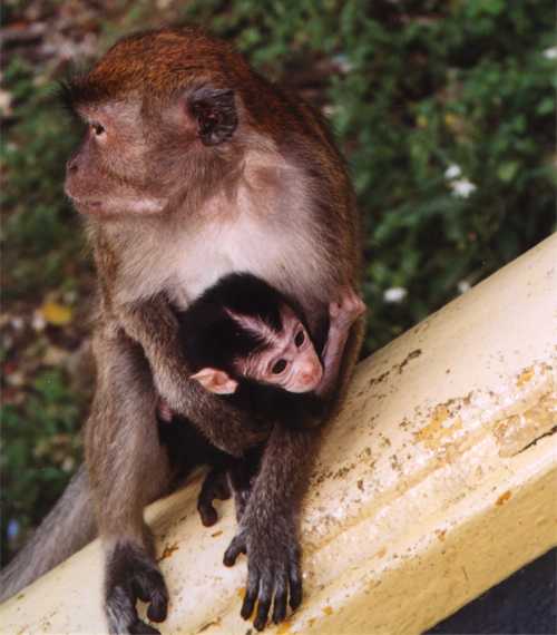 Opice & opičátko :o)<br />Monkey with baby :o)