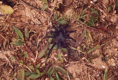 Liphistius sp. (malayanus) - 'Záklopkáč' :o) - Bakit Fraser<br />Liphistius sp. (malayanus) - 'trap door' :o) - Bakit Fraser